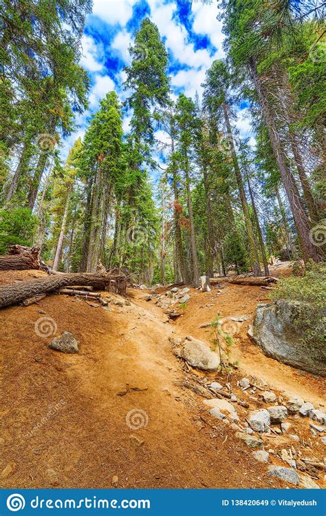 Forest Of Ancient Sequoias In Yosemeti National Park Stock Image