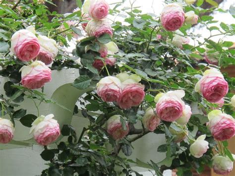 Pierre De Ronsard Eden Rose Rose Garden Design Beautiful Flowers