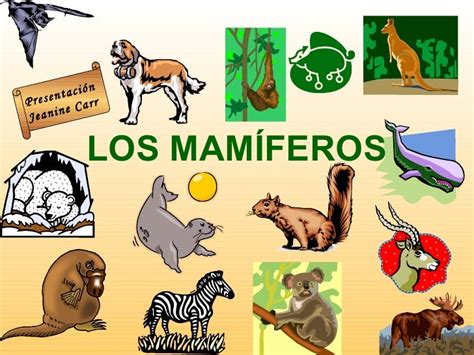 Animales Mamiferos Clasificacion Imagui