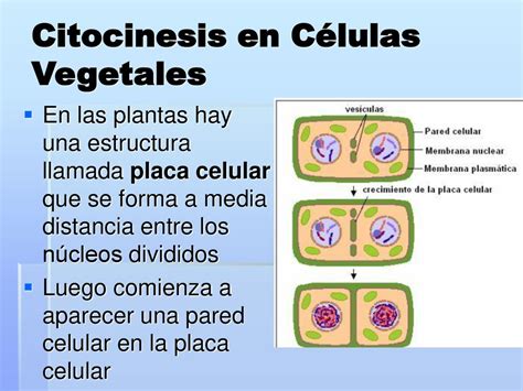 El Ciclo Celular Mitosis Ppt Descargar