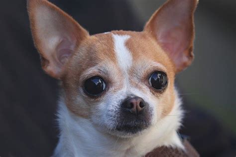 The Chihuahua A Guide For Owners Pethelpful