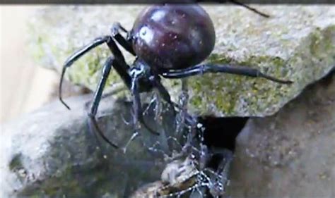 Black widows are identified by red hourglass marking on the. Black widow more poisonous than rattlesnakes found in UK ...