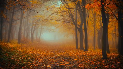 Download Wallpaper 2560x1440 Forest Fog Autumn Foliage