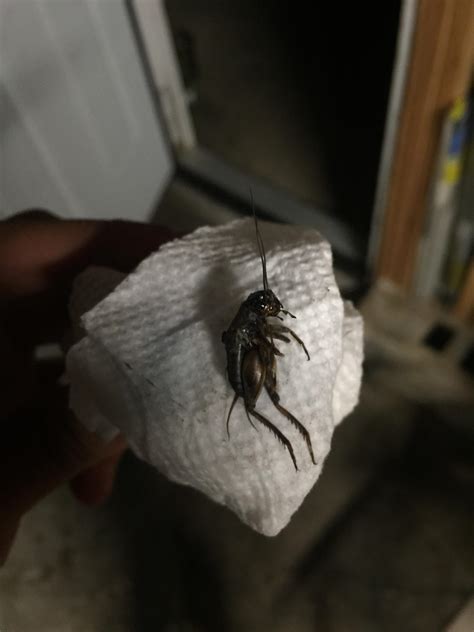 We are back with more of the wild and weird garage: Anyone else getting these in their garage? Wtf are these ...
