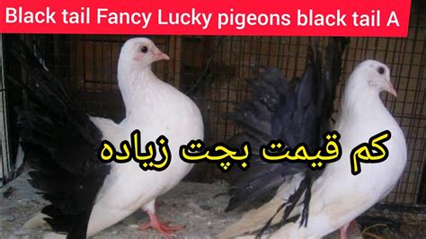 Black Tail Fancy Lucky Pigeons Kabootar For Sale New Business 2021in