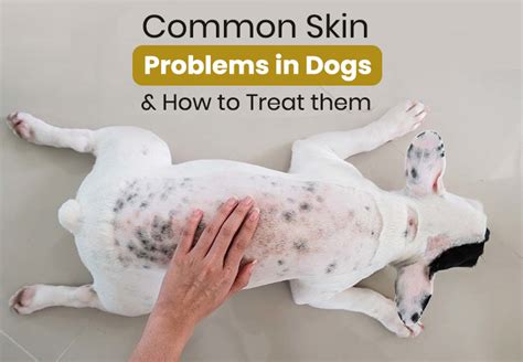 Common Skin Problems In Dogs And How To Treat Them