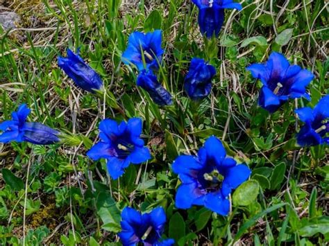 Check spelling or type a new query. 13 Gorgeous Flowers That Start With G