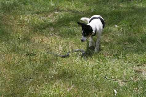 Extensive line of professional control products. How I Get Rid of Snakes In My House and Yard | HubPages