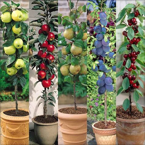 Columnar Fruit Trees Create Your Own City Orchard With These Amazing