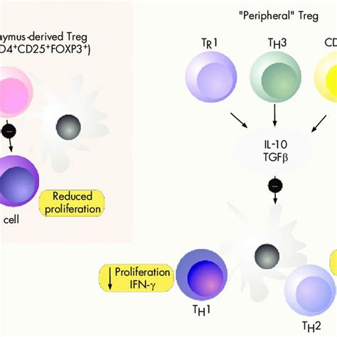 Regulatory T Cells And Their Function Several Types Of Regulatory T Download Scientific