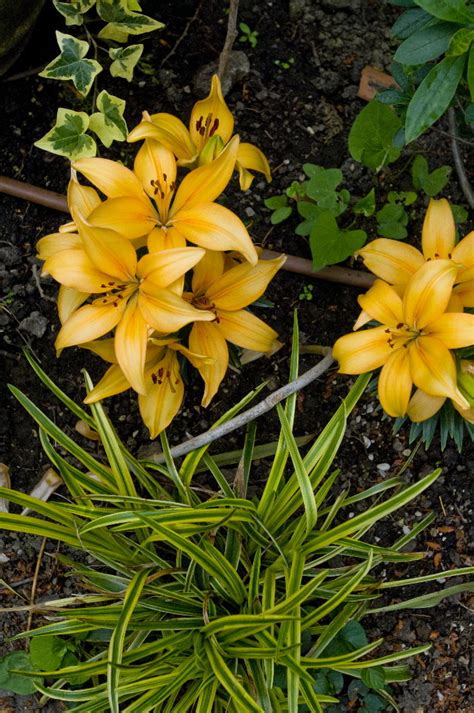 Discover 10 garden flowers that are good to eat as well as look at, in our guide. 10 of the best edible flowers to grow in your yard ...