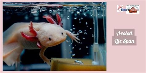 Axolotl Life Span 6 Best Ways To Ensure Your Pet