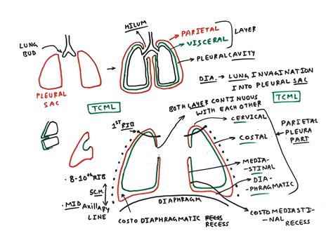Pleura - TCML - The Charsi of Medical Literature