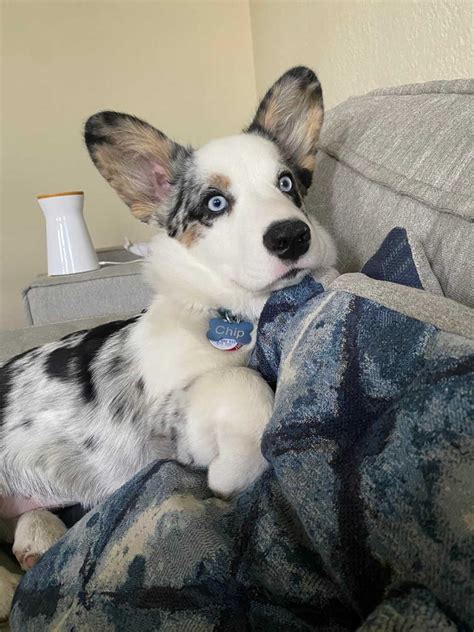 Covid-19: Pandemic Brings Record Demand For Pets, Overwhelming Some