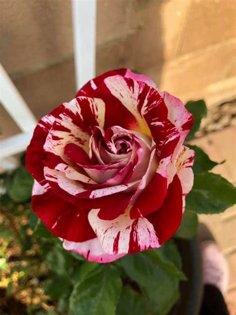 The perfect choice for this years holiday celebration. 4th of July rose | Beautiful flowers, Rose, Garden greenhouse