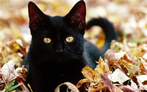 48 Black Cat Screensavers And Wallpapers Wallpapersafari
