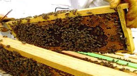 Honey Bee Farming And Tips Youtube