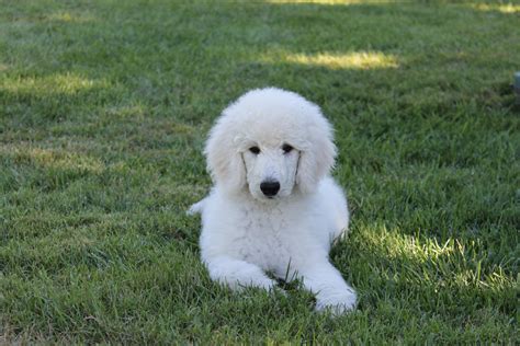 All orders over $99 ship free! South Mountain Standard Poodles