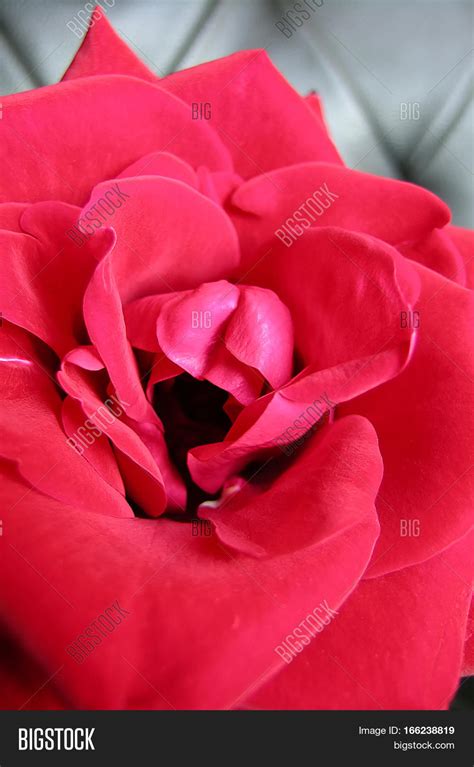 Flower Red Rose Vagina Image And Photo Free Trial Bigstock