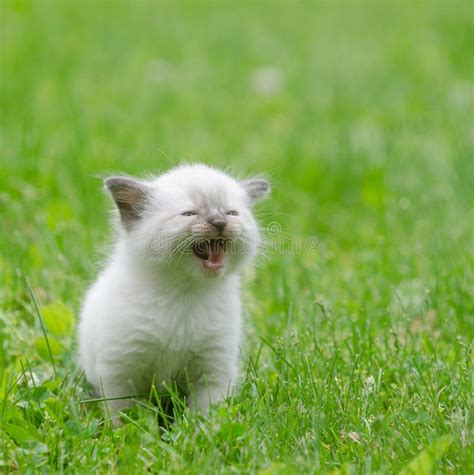 Cute Baby Kitten In The Grass Stock Photo Image Of Nature Outdoors