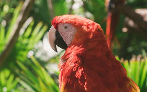 Download Wallpaper 3840x2400 Macaw Parrot Colorful Bird