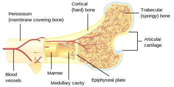 Cross section of compact bone. Cancellous bone — Wikipedia Republished // WIKI 2