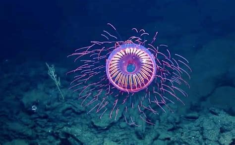 The Midnight Zone is the point in the ocean where sunlight no longer