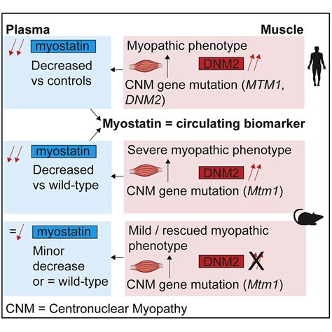 Myostatin A Circulating Biomarker Correlating With Disease In