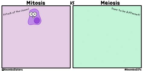 Maybe you would like to learn more about one of these? BIOLOGÍA en "tono menor"...: MEIOSIS... "la división especial"