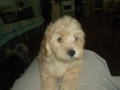 The malti poo is an intelligent, loving dog. maltese / poodle maltipoo for Sale in Conroe, Texas ...