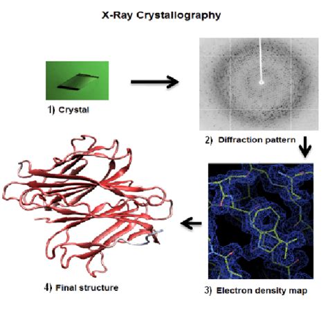 Four Steps Are Important To Solve A Protein Structure By X Ray