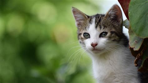 White Cute Cat Is Standing Near Tree In Green Blur Background 4k Hd