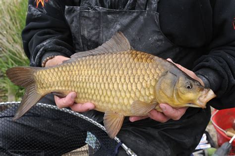 Idlers Quest Confounded Fish Crucian Carp Carp Brown Goldfish