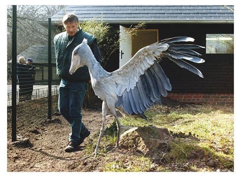 However, genetic evidence places it with the pelecaniformes. Human for scale : ShoebillStorks | Shoebill bird, Shoebill ...