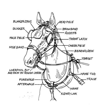 Glossary Of Harness Parts And Related Terms Ehi Virtual Museum Horse