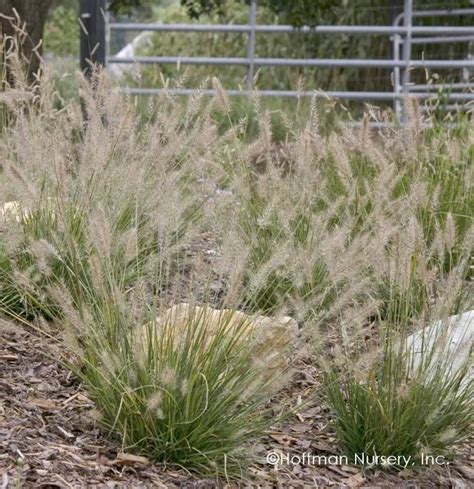 Small Ornamental Grasses Fairview Garden Center