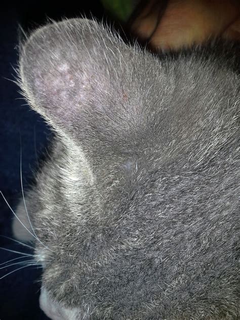 Neosporin On Cats Ears Cat Meme Stock Pictures And Photos