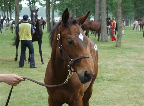 週刊少年ジャンプ 2021年16号 zip 週刊少年ジャンプ 2021年16号 rar 週刊少年ジャンプ 2021年16号 raw 週刊少年ジャンプ 2021年16号 dl 週刊少年ジャンプ 2021年16. 原山実子Jitsuko Harayama on | マカヒキ、馬、サラブレッド