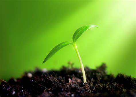 Check spelling or type a new query. Healthy soils essential for healthy food production | Ferm ...