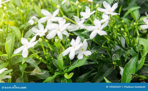 Gardenia Jasminoides Flower Is A Small White Flower With Green Leaves