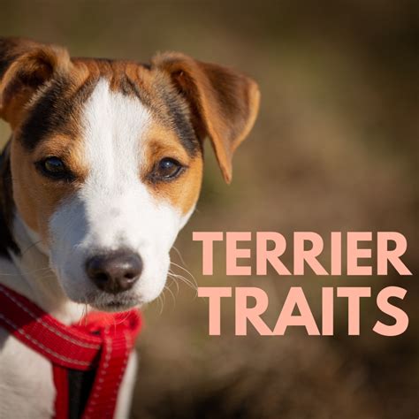 Traits of Different Types of Terriers - PetHelpful