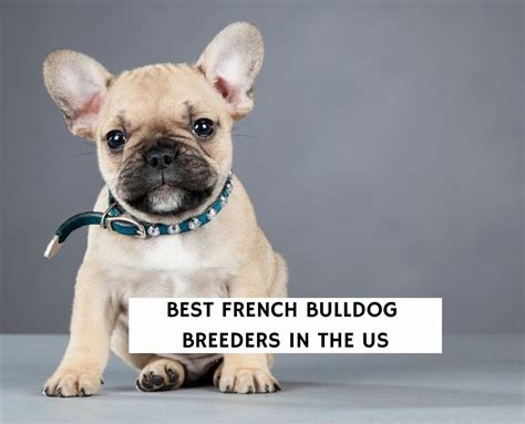 How French Bulldogs Breed