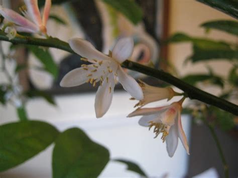 The key lime tree (citrus aurantiifolia) is a small, shrubby tree that grows to around 15 feet in height and several feet the flowers are larger than many citrus flowers as they are about one inch across. UGA Extension in Cobb County: Indoor Citrus for Gardeners ...