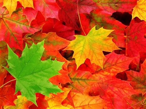 Desktop Wallpaper Autumn Leaf Color Autumn Leaf Color Nature Png