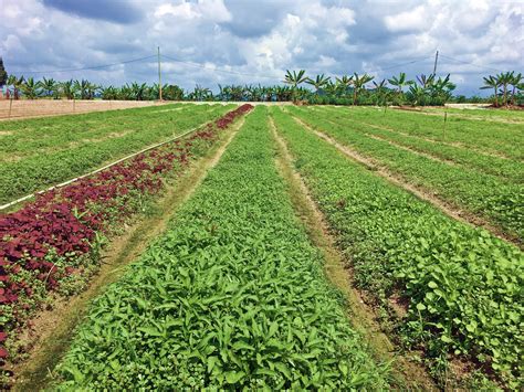 Blog Dunia Pertanian Malaysia Mudahnya Tanam Sayur Bayam