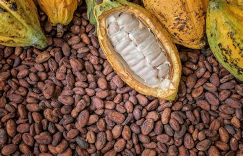 Healing Spices Cocoa Adventure In Well Being