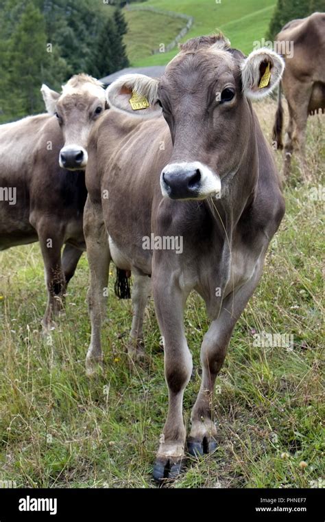 Cattle On The Alpine Pasture Stock Photo Alamy