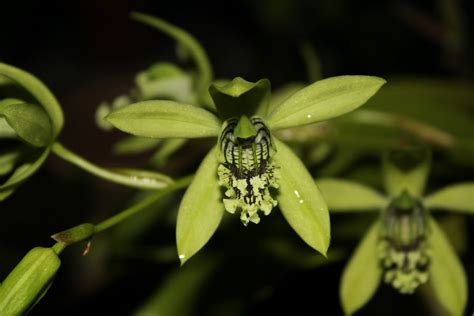 In borneo it is found in sabah and sarawak, in dwarf forests under 100 m. COELOGYNE PANDURATA OR COELOGYNE MAYERIANA? | MY SMALL GARDEN