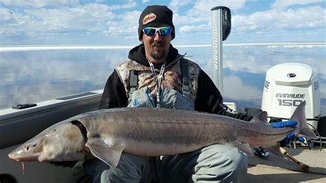 Shore fishing limits your options as an angler and although a boat is a luxury, it is definitely preferable for walleye fishing. Lake sturgeon fishing 101, tips, tricks and ideas to catch ...