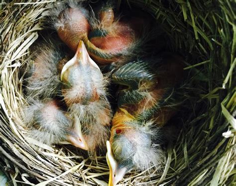 American Robin Nestling Chick Development Photos Of Baby Robins From